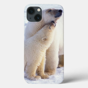 Polar bear sow with cub, pack ice of the iPhone 13 case
