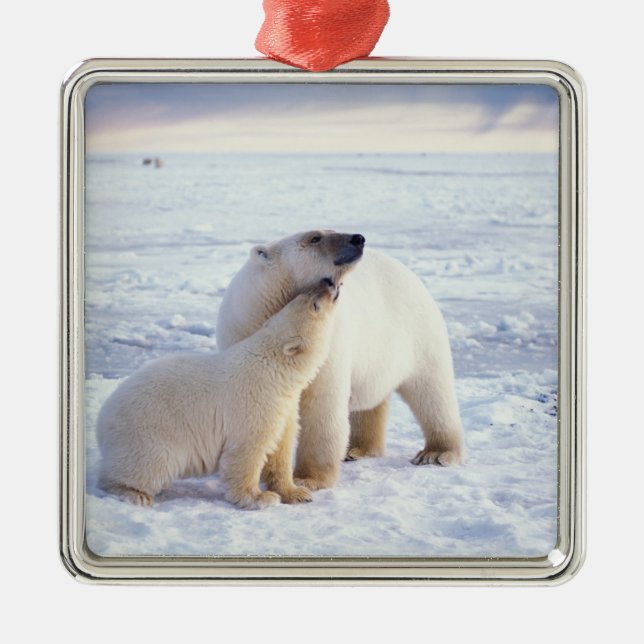 Polar bear sow with cub, pack metal tree decoration (Front)