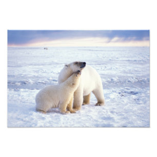 Polar bear sow with cub, pack photo print