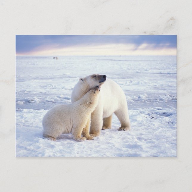 Polar bear sow with cub, pack postcard (Front)