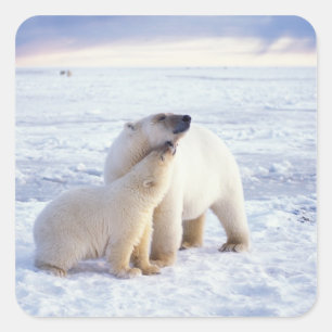 Polar bear sow with cub, pack square sticker