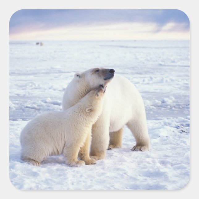 Polar bear sow with cub, pack square sticker (Front)