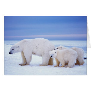 Polar bear sow with cubs