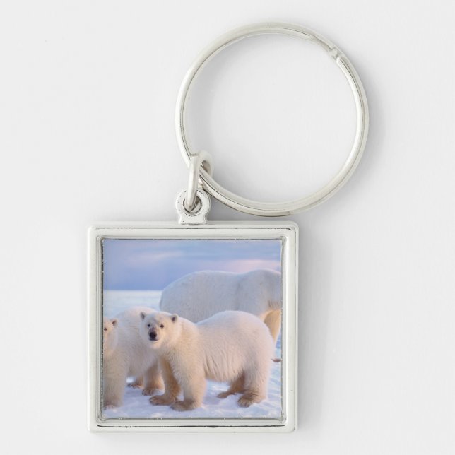 Polar bear sow with cubs on pack ice, coastal key ring (Front)