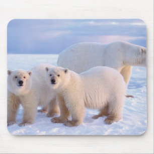Polar bear sow with cubs on pack ice, coastal mouse mat