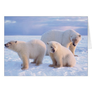 Polar bear sow with cubs on pack ice of coastal