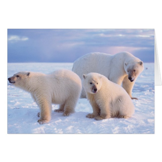 Polar bear sow with cubs on pack ice of coastal (Front Horizontal)