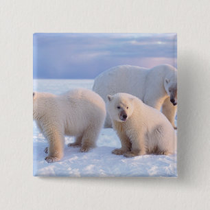 Polar bear sow with cubs on pack ice of coastal 15 cm square badge