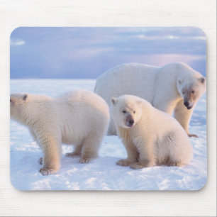 Polar bear sow with cubs on pack ice of coastal mouse mat