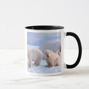 Polar bear sow with cubs on pack ice of coastal mug