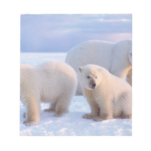 Polar bear sow with cubs on pack ice of coastal notepad