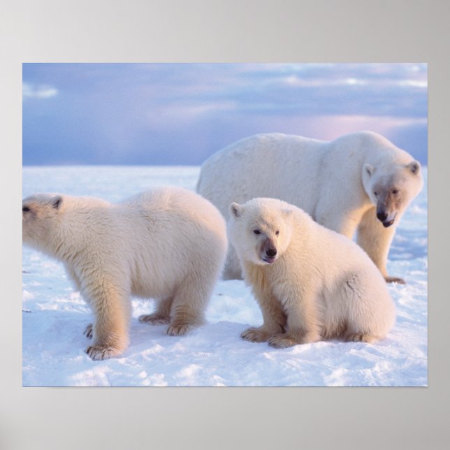 Polar bear sow with cubs on pack ice of coastal poster (Front)