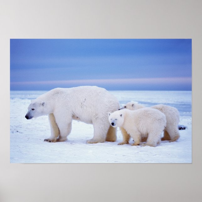 Polar bear sow with cubs on pack ice of poster (Front)