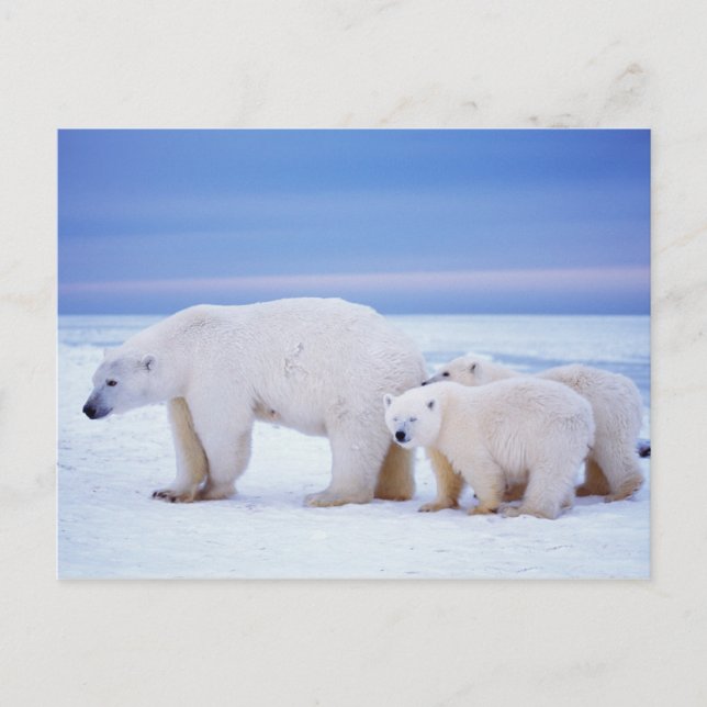 Polar bear sow with cubs postcard (Front)