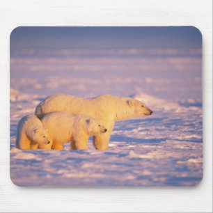Polar bear sow with spring cubs on the frozen mouse mat