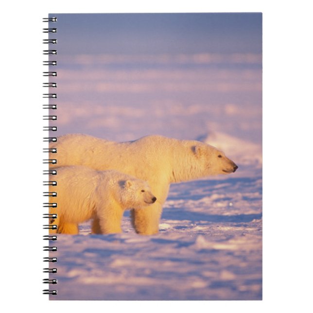 Polar bear sow with spring cubs on the frozen notebook (Front)