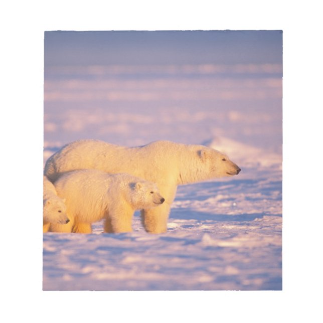Polar bear sow with spring cubs on the frozen notepad (Front)