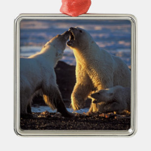 Polar bear sows with cub at side, 1002 coastal metal tree decoration