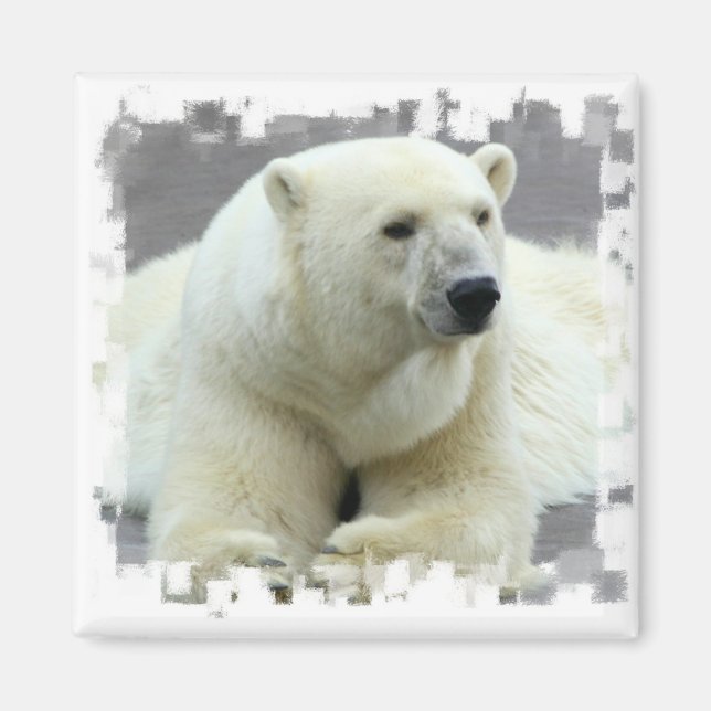 Polar Bear Square Magnet (Front)