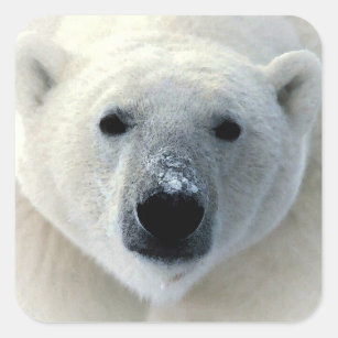 Polar Bear Square Sticker