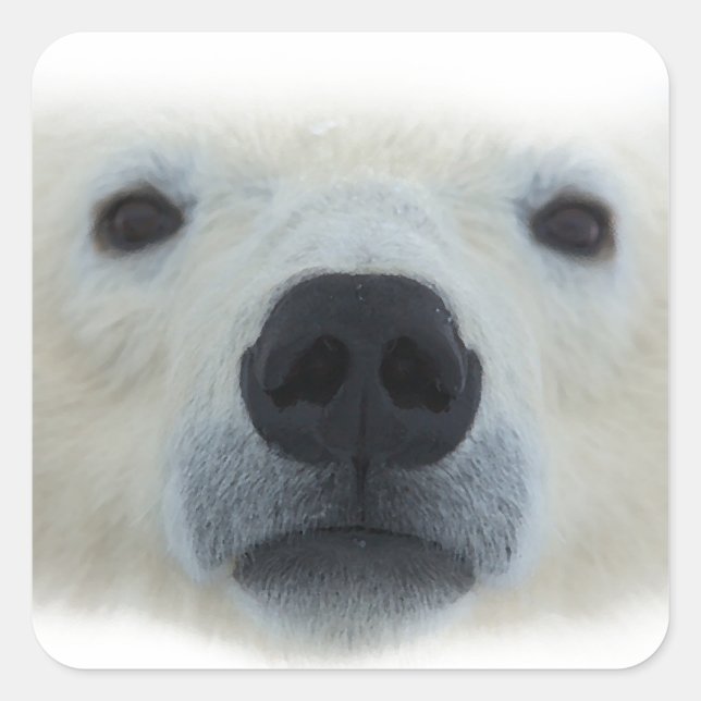 Polar Bear Square Sticker (Front)