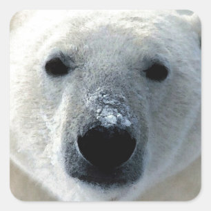 Polar Bear Square Sticker