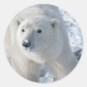 Polar Bear Stickers