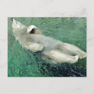 Polar Bear Swimming on his Back Postcard