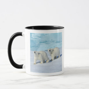 Polar bear, two cups on pack ice, Ursus