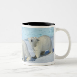 Polar bear, two cups on pack ice, Ursus