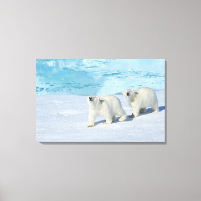 Polar bear, two cups on pack ice, Ursus Canvas Print (Front)