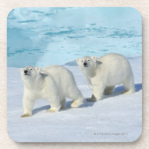 Polar bear, two cups on pack ice, Ursus Coaster