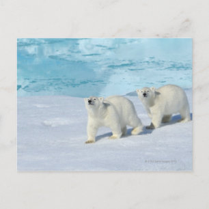 Polar bear, two cups on pack ice, Ursus Postcard