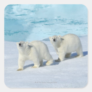 Polar bear, two cups on pack ice, Ursus Square Sticker