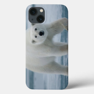 Polar Bear, Ursus Maritimus, Adult iPhone 13 Case