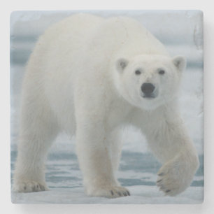 Polar Bear, Ursus Maritimus, Adult Stone Coaster