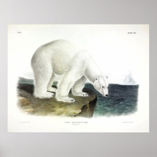 Polar Bear (Ursus Maritimus) by Audubon Poster