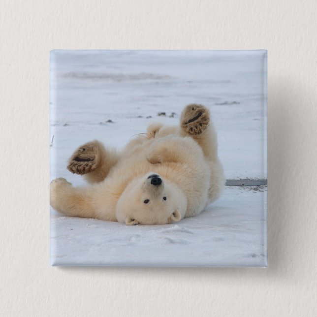 polar bear, Ursus maritimus, cub rolling 3 15 Cm Square Badge (Front)