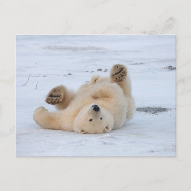 polar bear, Ursus maritimus, cub rolling 3 Postcard (Front)