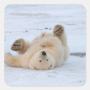 polar bear, Ursus maritimus, cub rolling 3 Square Sticker
