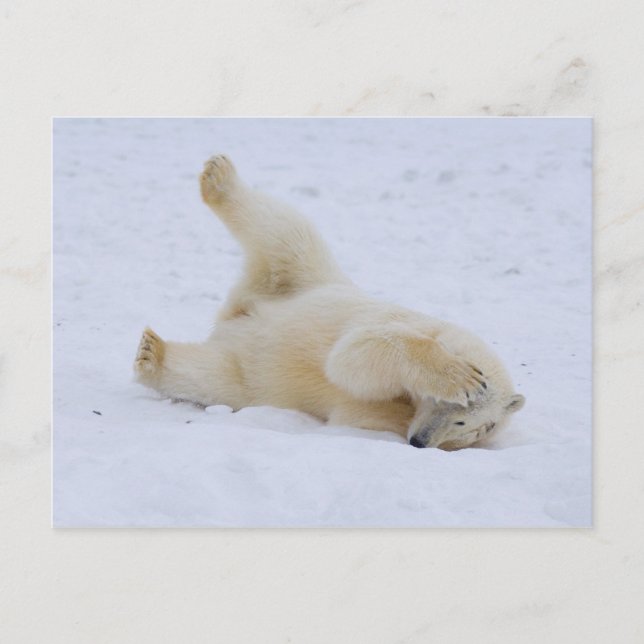 polar bear, Ursus maritimus, cub rolling Postcard (Front)