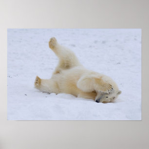 polar bear, Ursus maritimus, cub rolling Poster