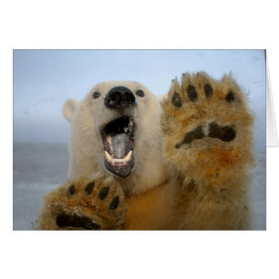 polar bear, Ursus maritimus, curiously looks