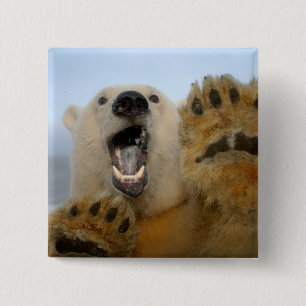 polar bear, Ursus maritimus, curiously looks 15 Cm Square Badge