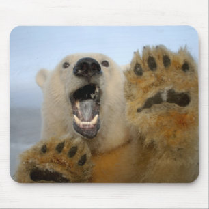 polar bear, Ursus maritimus, curiously looks Mouse Mat