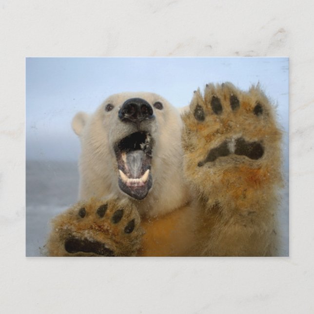 polar bear, Ursus maritimus, curiously looks Postcard (Front)