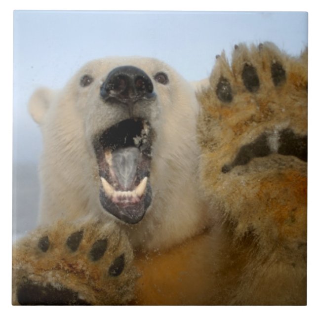 polar bear, Ursus maritimus, curiously looks Tile (Front)