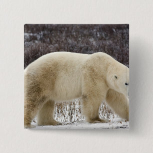 Polar Bear Ursus maritimus) in Churchill 15 Cm Square Badge