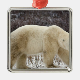 Polar Bear Ursus maritimus) in Churchill Metal Tree Decoration