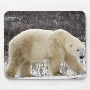 Polar Bear Ursus maritimus) in Churchill Mouse Mat
